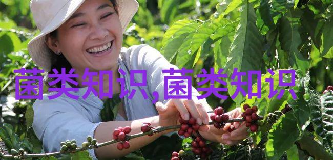 草菇菌丝萎缩的原因及防治措施