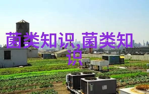 桑黄如何种植桑黄栽培技术要点